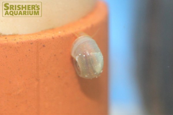 画像3: ピンクラムズホーン櫻華（おうか） (3)