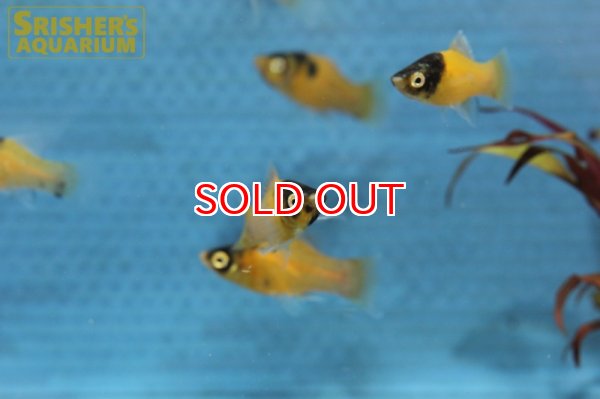 画像3: バンブルビープラティ (3)