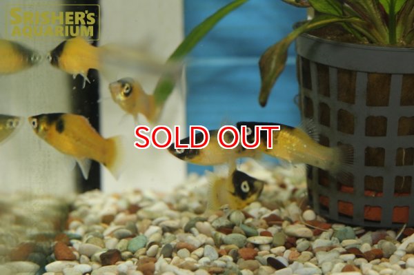 画像4: バンブルビープラティ (4)