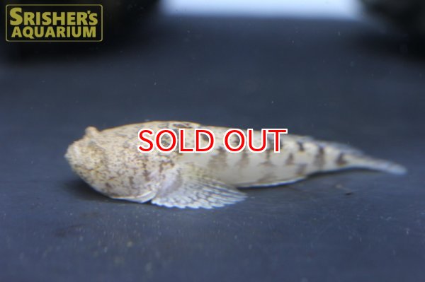 画像5: 南米淡水ストーンフィッシュ（S) (5)