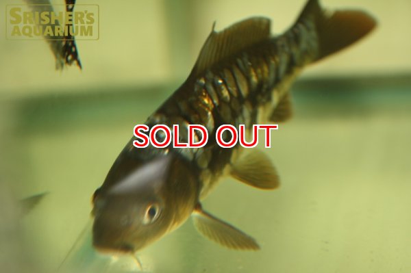 画像3: 錦鯉ゴジラ (3)