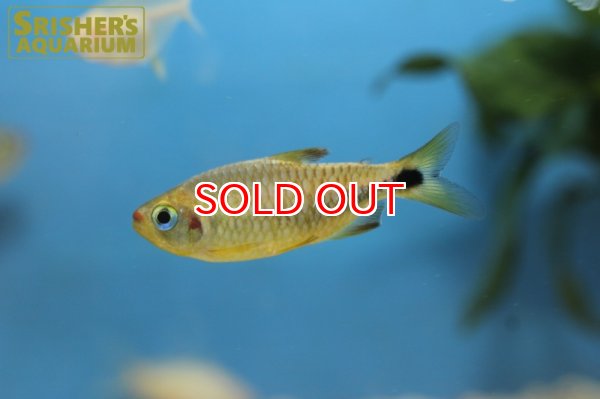 画像3: コギャルテトラ（ブリード） (3)