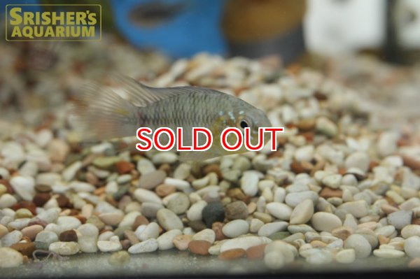 画像2: アピストグラマ ボレリー パンタナル ＷILD (ペア) (2)