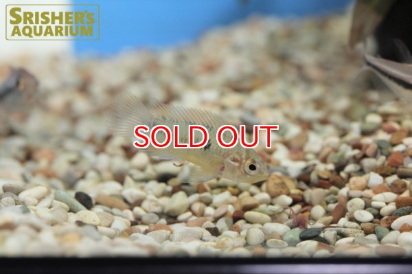 画像4: アピストグラマ ボレリー パンタナル ＷILD (ペア) (4)