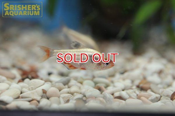 画像2: プラチナサーペ WILD (2)