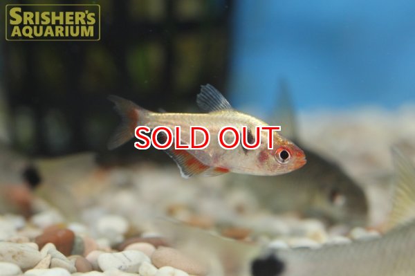 画像3: プラチナサーペ WILD (3)