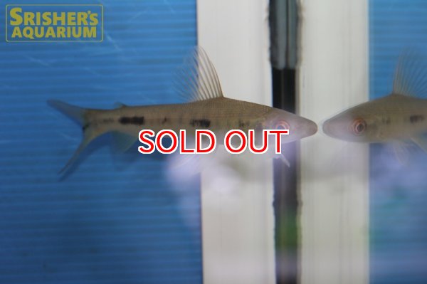 画像2: リシオダス　ミクロレピス (2)