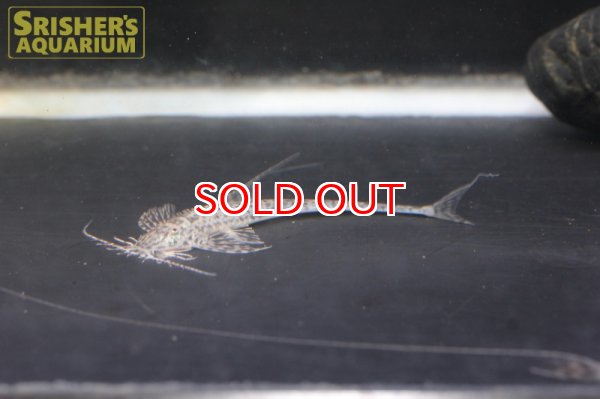 画像2: アピストロリカリア　コンディ (2)