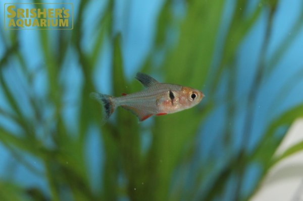 画像1: ファイヤーファントムテトラ (1)