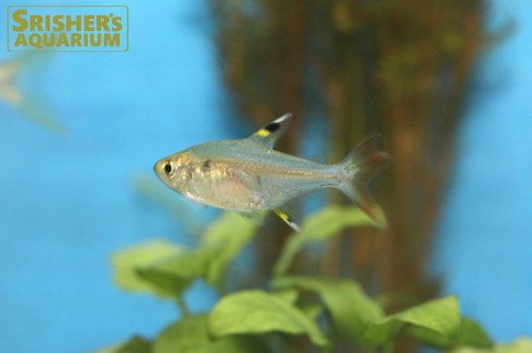 画像2: フォークテールプリステラ (2)