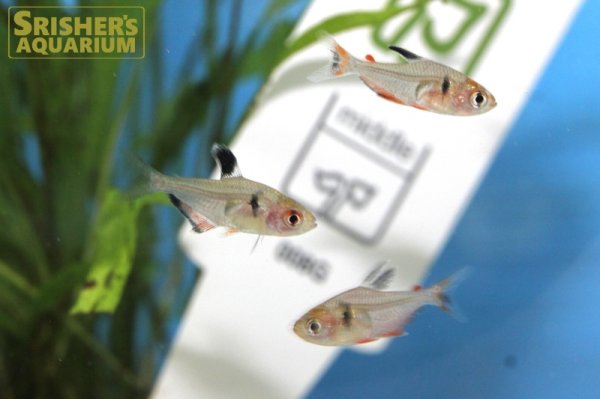 画像2: ファイヤーファントムテトラ (2)