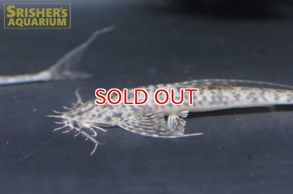 画像3: アピストロリカリア　コンディ (3)