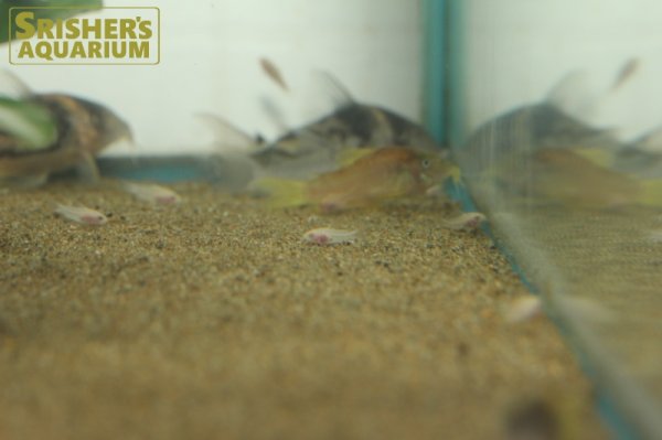 画像2: コリドラス　ピグミーアルビノ (2)