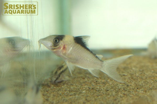 画像5: コリドラス　ブラックトップイミテーター (5)