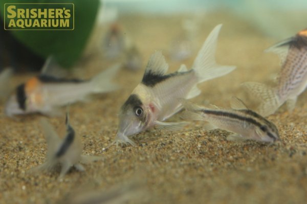 画像2: コリドラス　ブラックトップイミテーター (2)