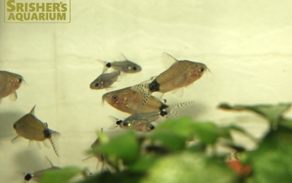 画像3: コリドラス　グァポレ (3)