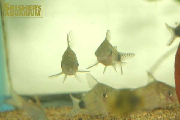 画像4: コリドラス　グァポレ (4)