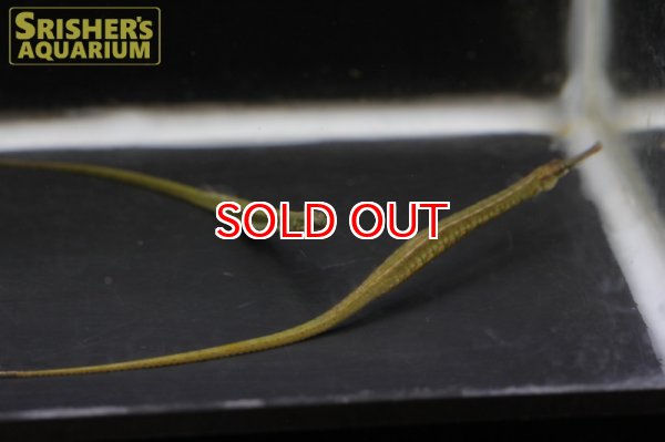 画像7: レインボーパイプフィッシュ (7)