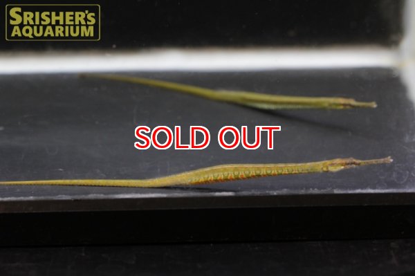 画像5: レインボーパイプフィッシュ (5)