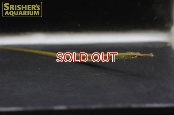 画像2: レインボーパイプフィッシュ (2)