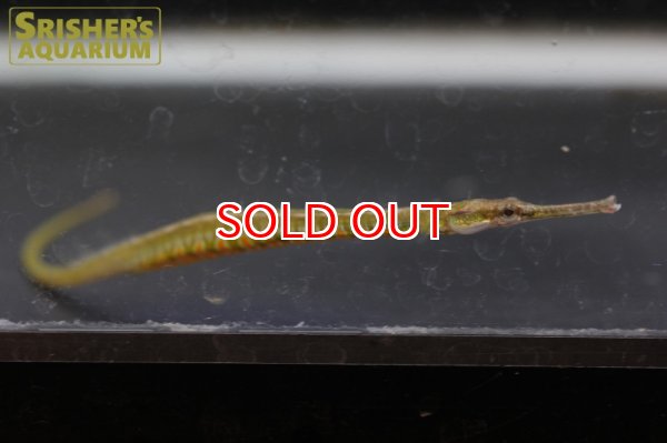 画像6: レインボーパイプフィッシュ (6)