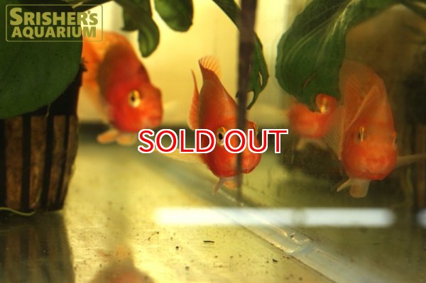 画像2: ピーチパロット (2)