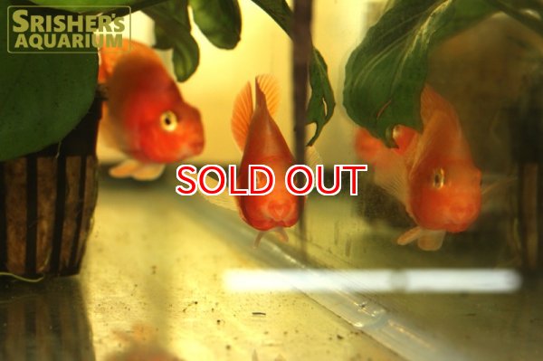 画像3: ピーチパロット (3)