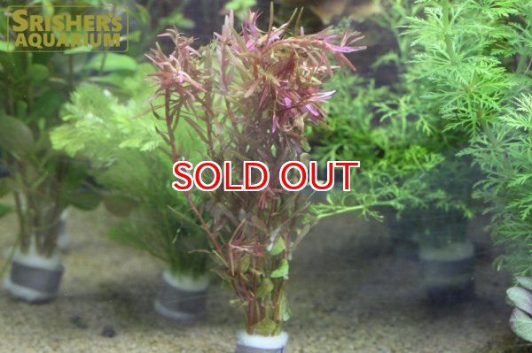画像2: 水草 ロタラ ブラッドレッド（５本）  (2)
