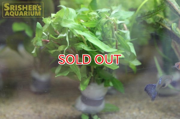 画像3: 水草 プロセルピナカ パルストリス 鉛巻 (3)