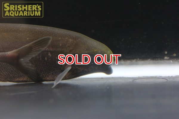 画像3: マルクセニウス　トーマシー (3)