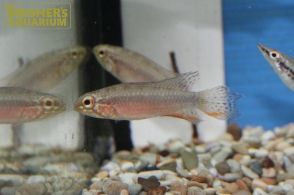 画像1: アピストグラマ　エリザベサエ　スーパーレッド（ブリード) (1)