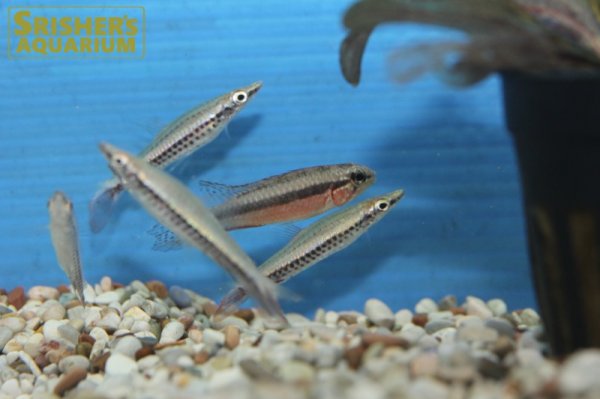 画像4: アピストグラマ　エリザベサエ　スーパーレッド（ブリード) (4)