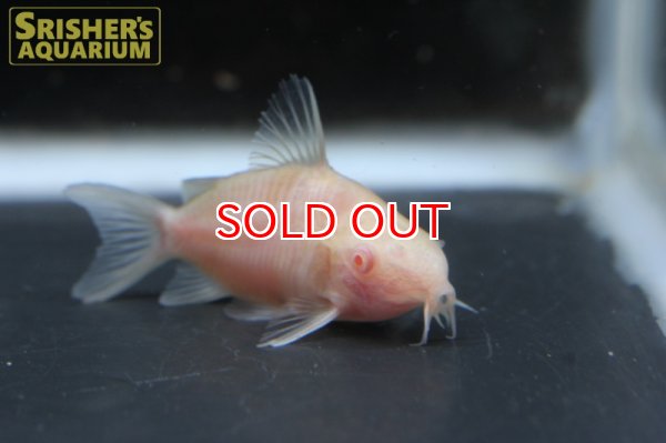 画像3: コリドラス　アルビノパンタナルエンシス（ブリード） (3)
