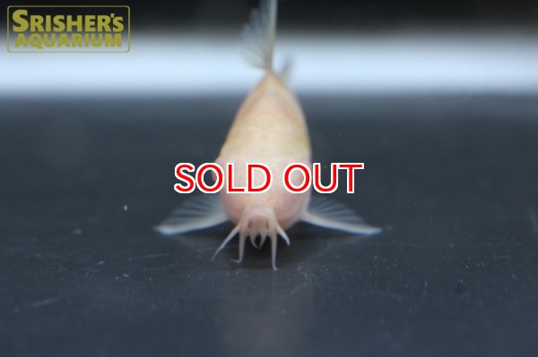 画像4: コリドラス　アルビノパンタナルエンシス（ブリード） (4)