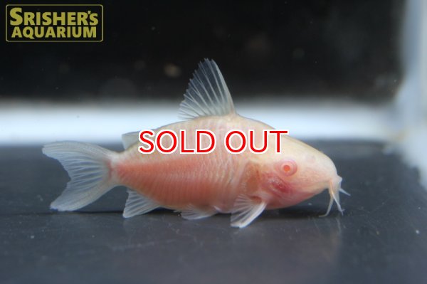 画像2: コリドラス　アルビノパンタナルエンシス（ブリード） (2)