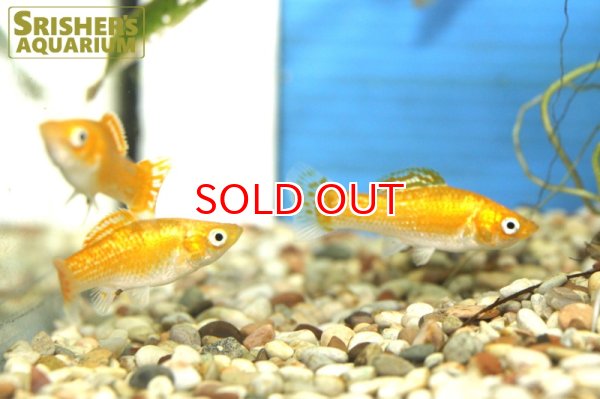 画像4: スーパーシャイニングオレンジモーリー (4)