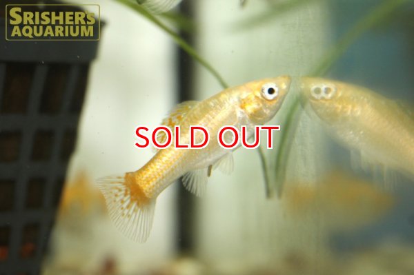 画像3: スーパーシャイニングオレンジモーリー (3)