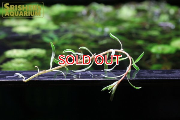 画像2: 水草 ルドウイジア インクリナータ キューバ 班入り（１本） (2)