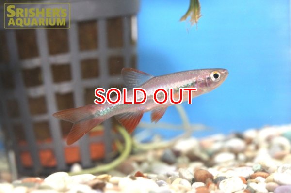 画像3: レッドローズラスボラ (3)