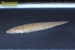 画像2: 淡水シタビラメ（インドネシア産） (2)