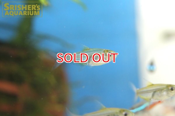 画像4: ペルビアンイエローエッジテトラ (4)