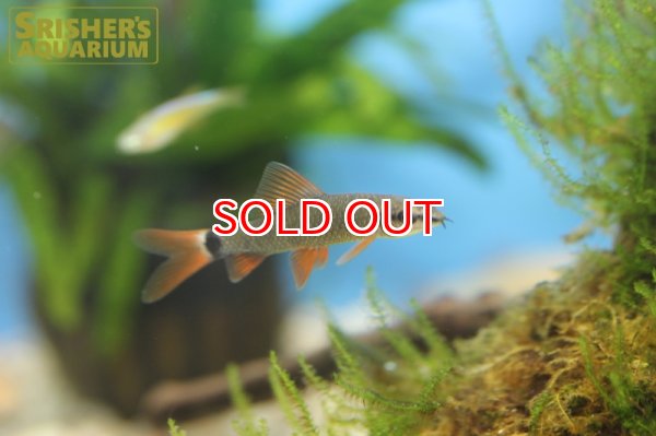 画像2: レインボーシャーク (2)