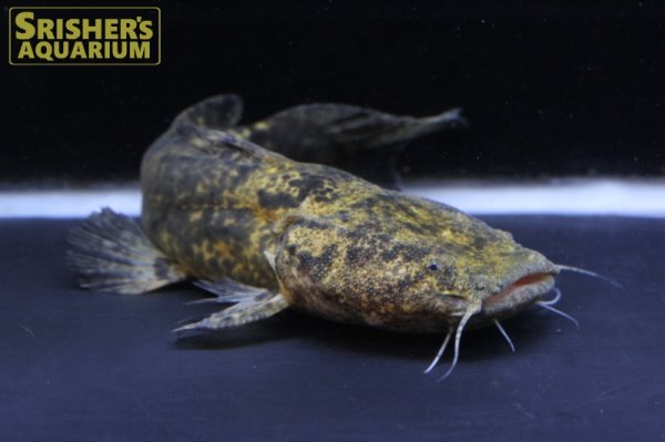 画像3: オレンジキャット (3)