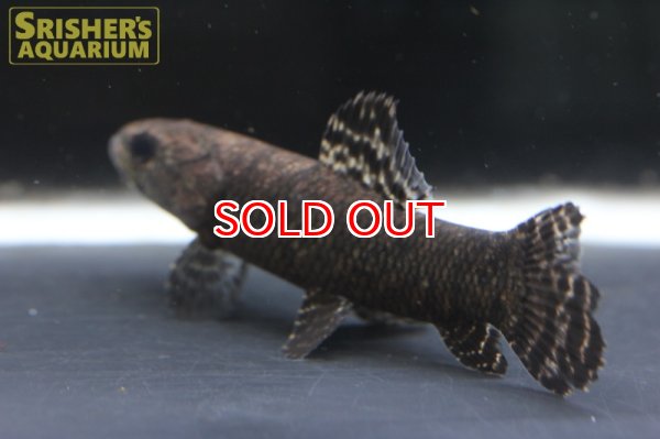 画像3: ブラックタライロン（オリノコ産） (3)