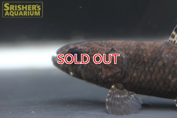 画像4: ブラックタライロン（オリノコ産） (4)