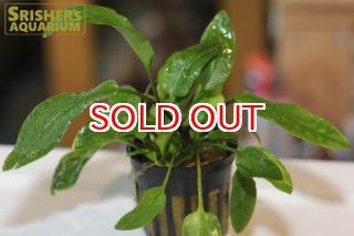 クリプトコリネ ミニマ （アミコルム）?1大株 クリプトコリネ ミニマ （アミコルム） - 熱帯魚・水草 ナチュラ