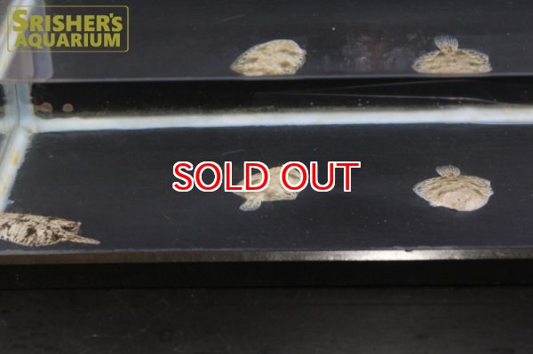 画像2: 北米淡水カレイ (2)