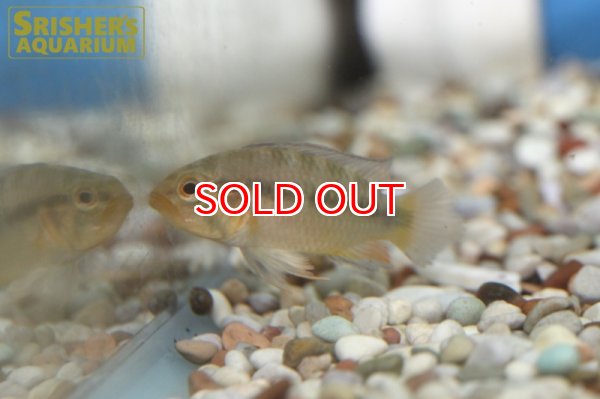 画像2: アピストグラマ　ロシタエ SANCHIAGO WILD (ペア) (2)