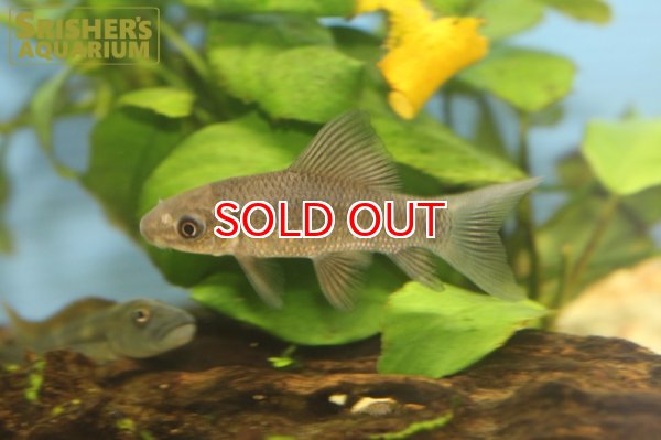 画像2: ラベオ　コウビエ（コンゴ） (2)