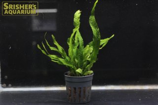 その他の水草-｜スリッシャーズ アクアリウム